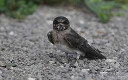 Image of American Cliff Swallow