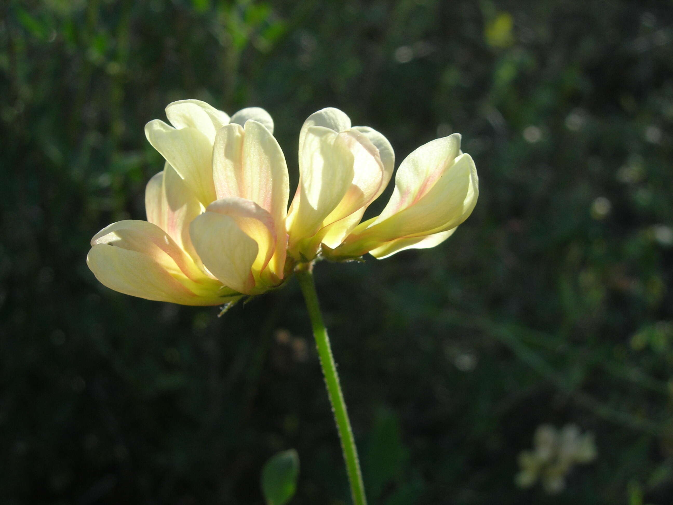 Image of Acmispon grandiflorus