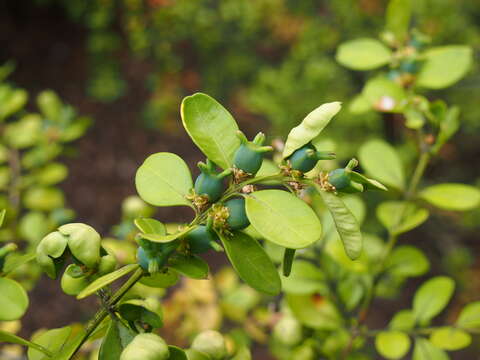 Image of Buxus sinica (Rehder & E. H. Wilson) M. Cheng