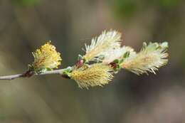 Image of creeping willow