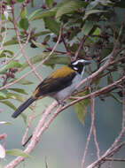 Image of Black-winged Saltator