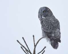 Image of Great Gray Owl