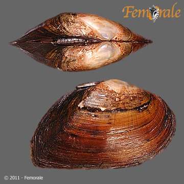 Image of Elliptio