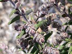 Image of Prostanthera howelliae Blakely