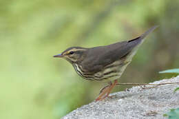 Image of Northern Waterthrush