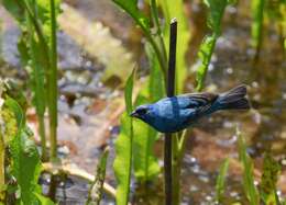 Image of Indigo Bunting