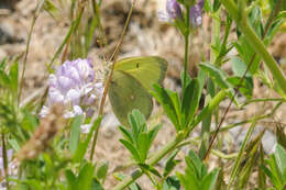 Image of Western Sulphur