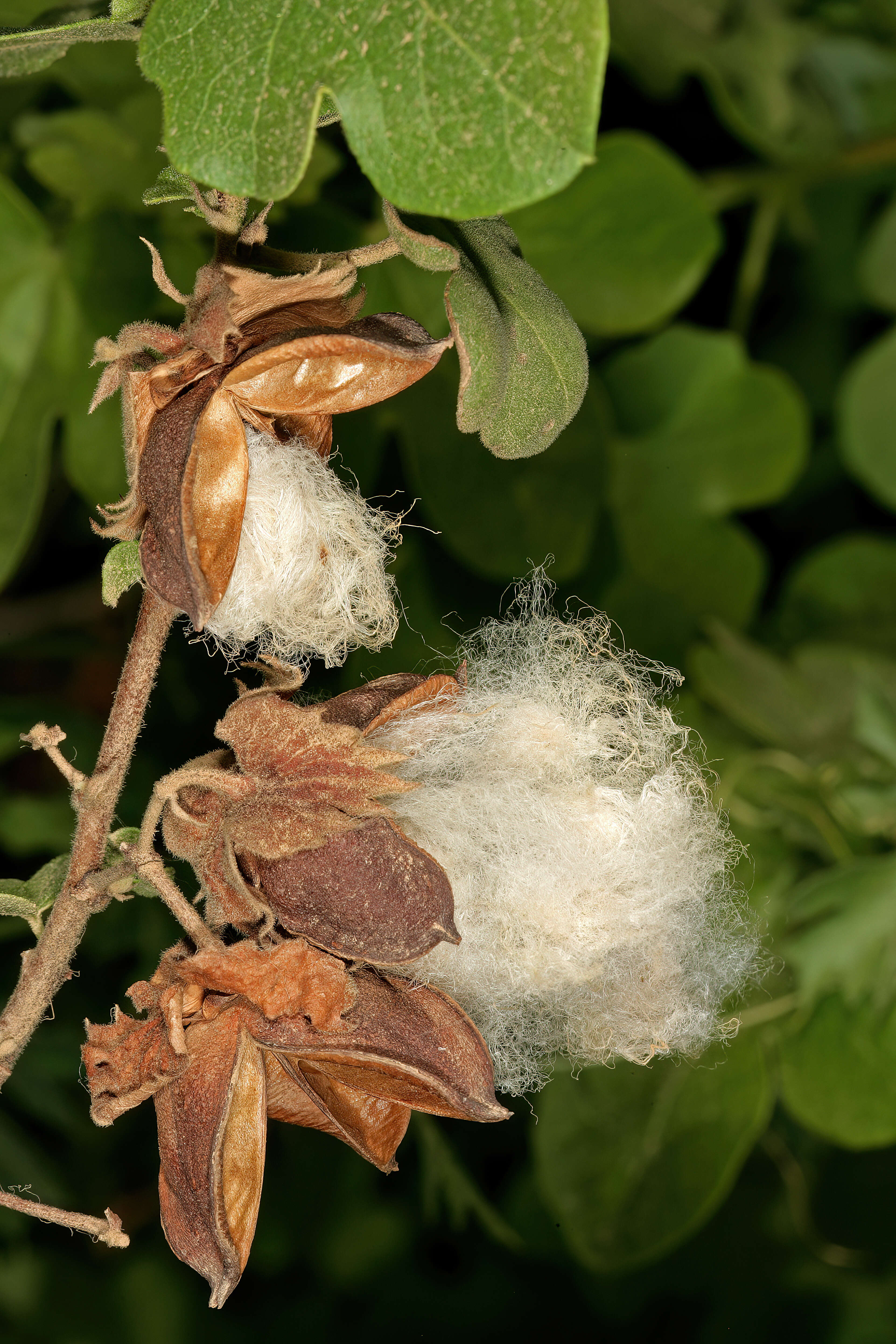 Imagem de Gossypium herbaceum L.