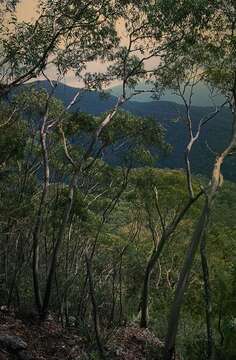 Image of Eucalyptus baeuerlenii F. Müll.