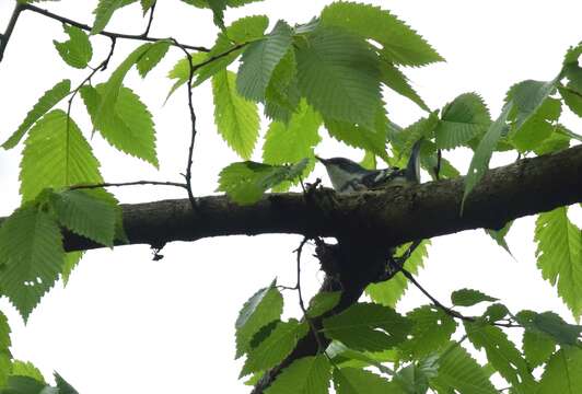 Image of Cerulean Warbler