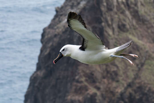 Image of Indian Yellow-nosed Albatross