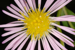 Image of Marsh American-Aster