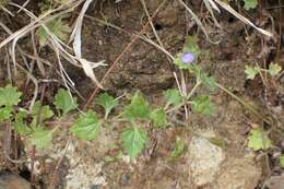 Image of Speedwell