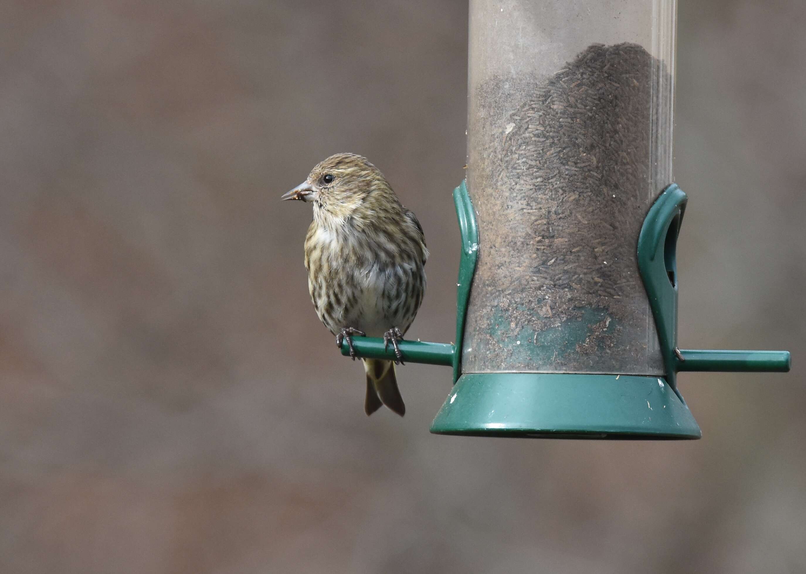 Image of Pine Siskin