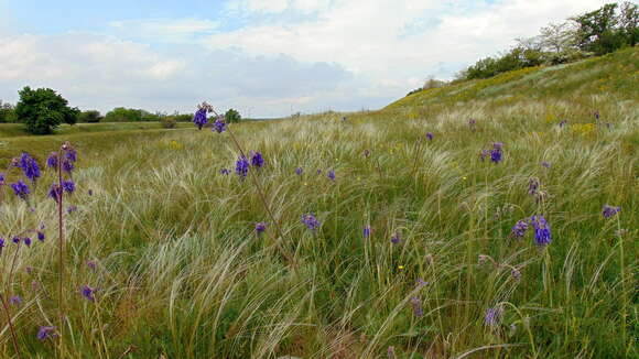 Image of Needle Grass