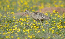 Image of Long-billed Curlew