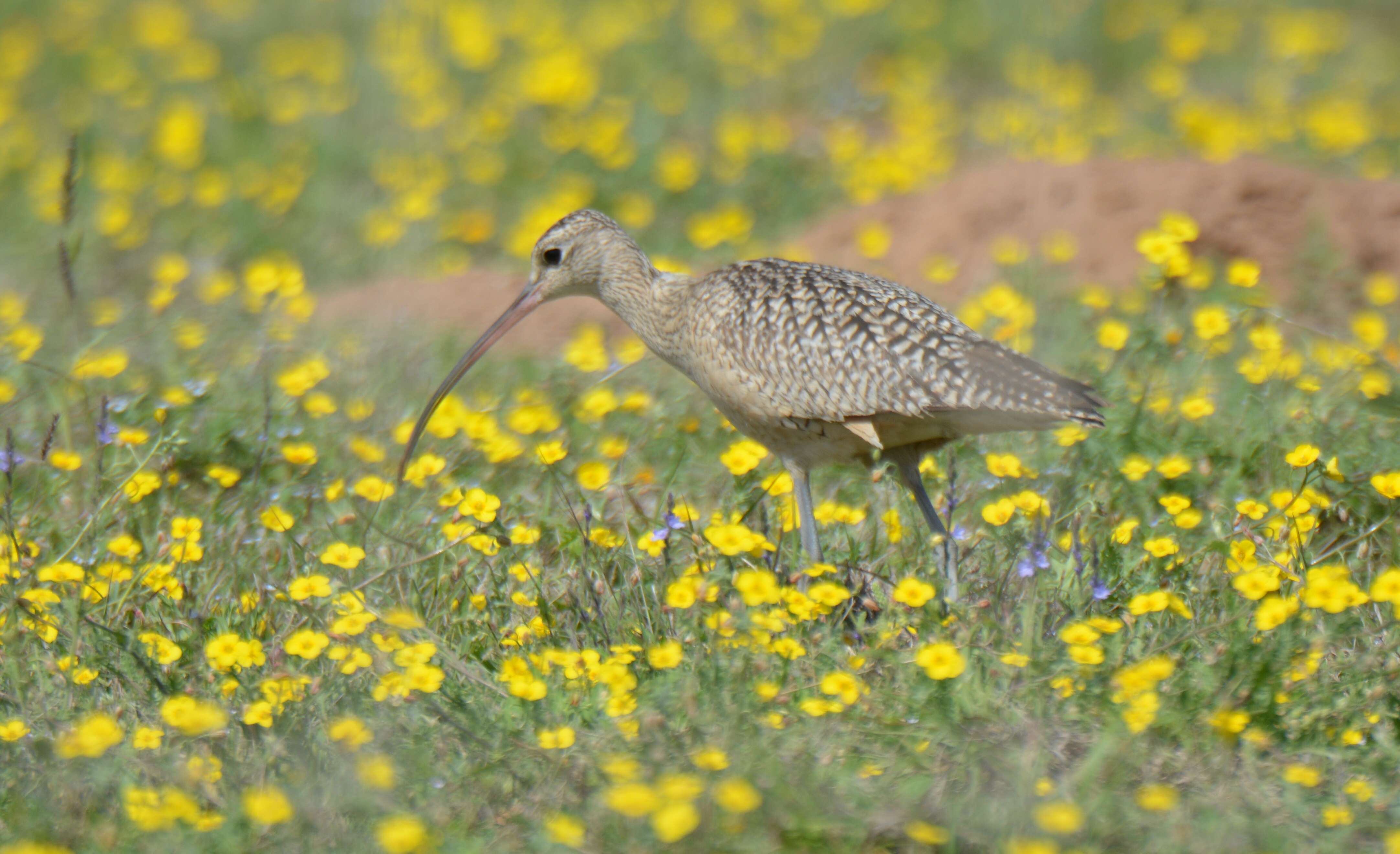 Image of Long-billed Curlew