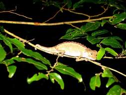 Image of Brookesia antakarana