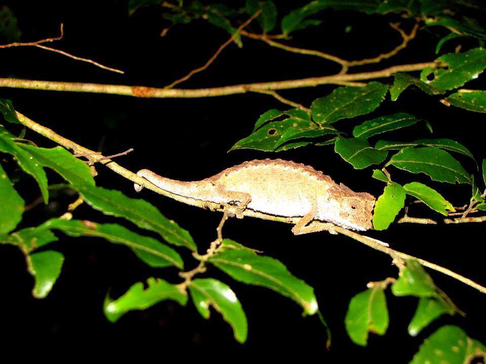 Image of Brookesia antakarana