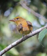 Image of Summer Tanager