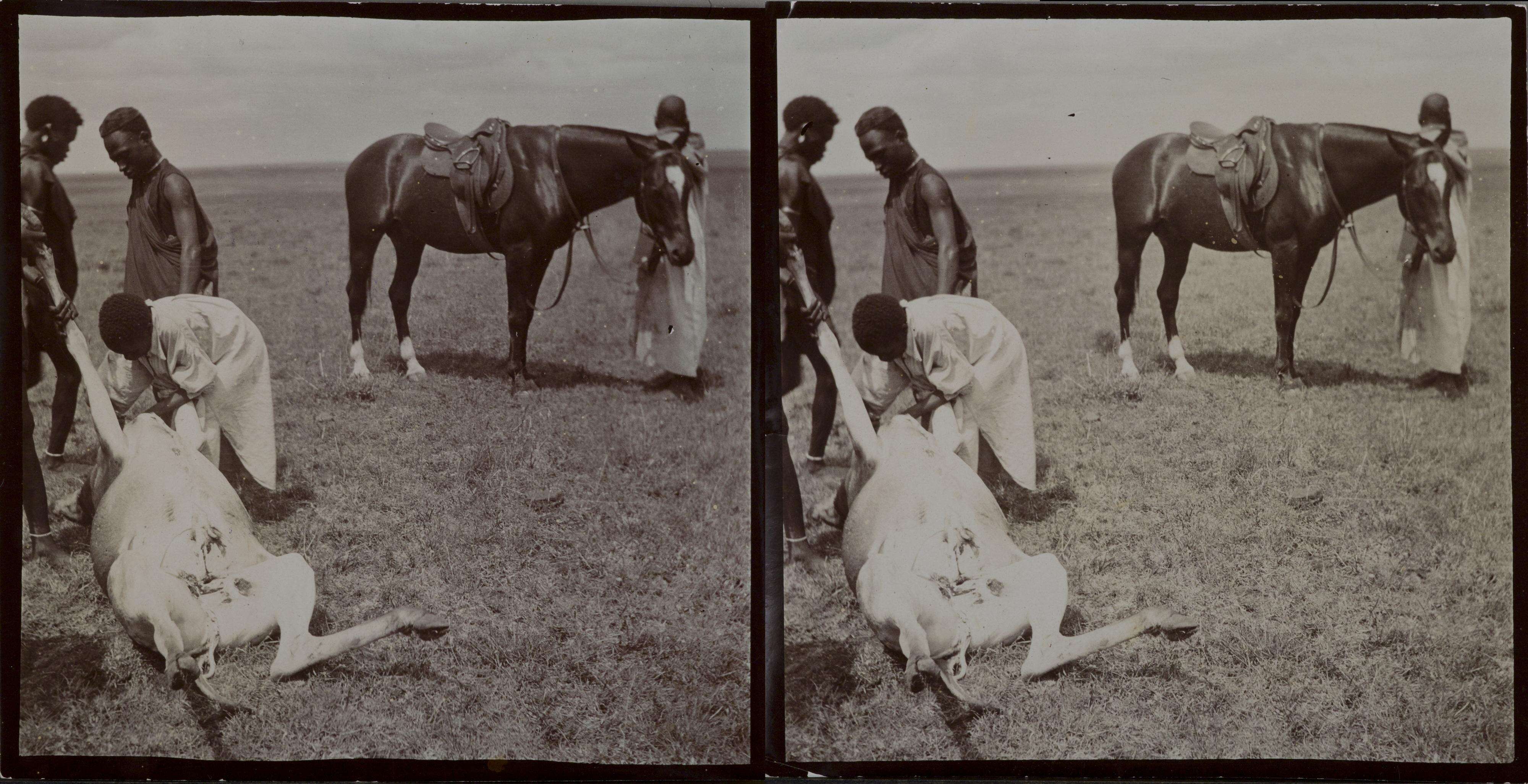 Image of Hartebeest