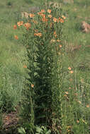 Image of Orange poppy