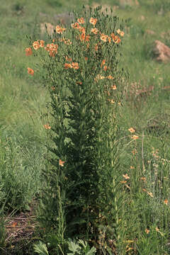 Image of Orange poppy