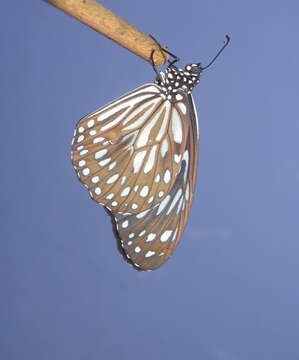 Image of Tirumala septentrionis