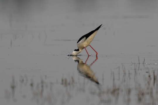 Image of Pied Stilt