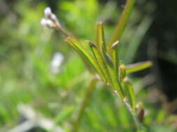 Image of Hairy Tare