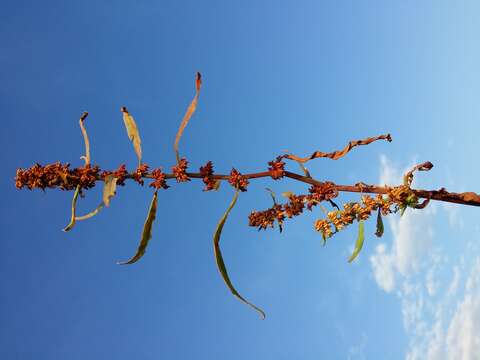 Rumex palustris Sm. resmi