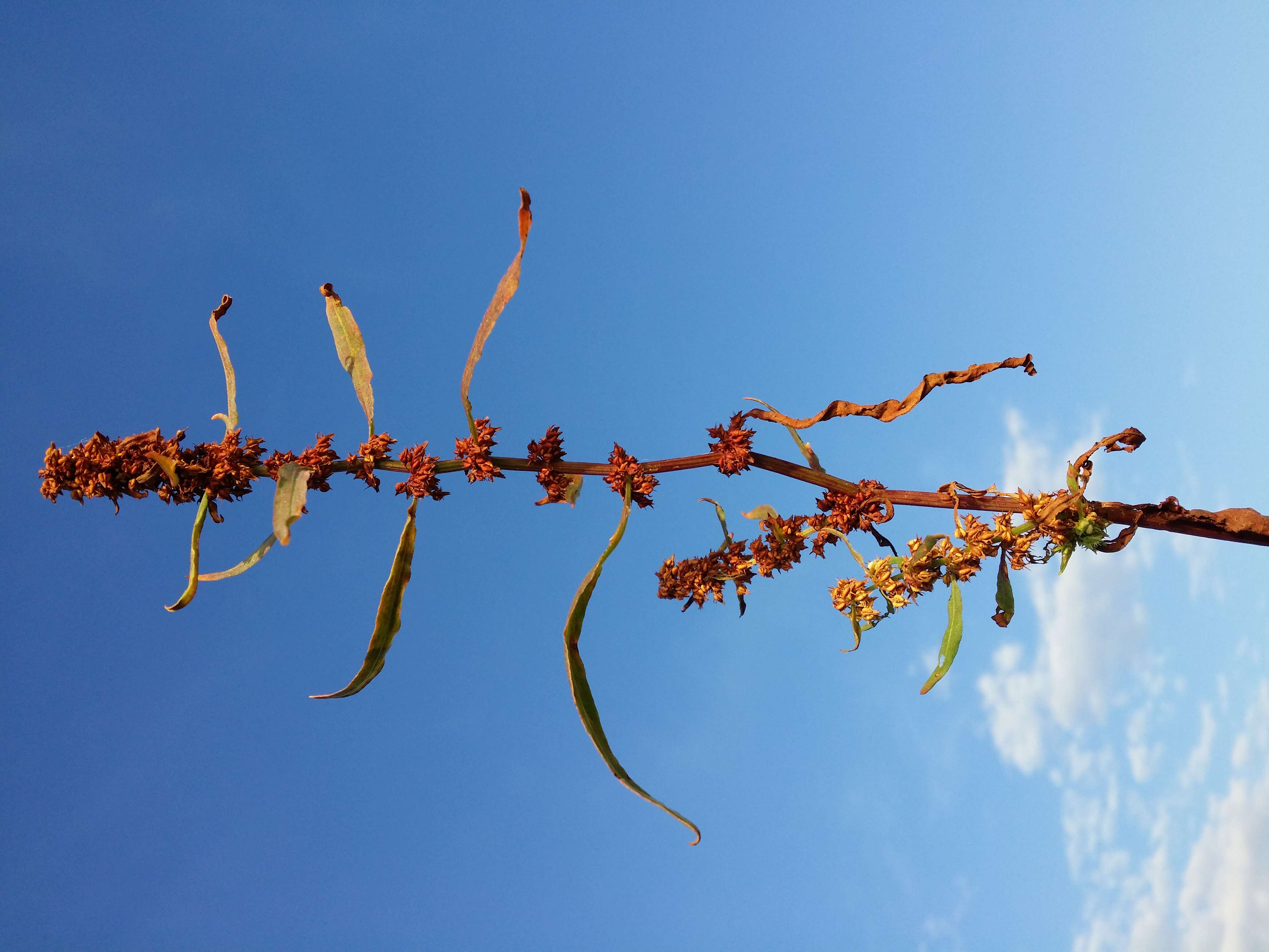 Rumex palustris Sm. resmi