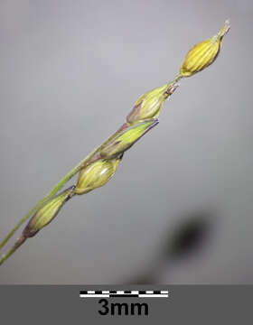 Image of witch grass