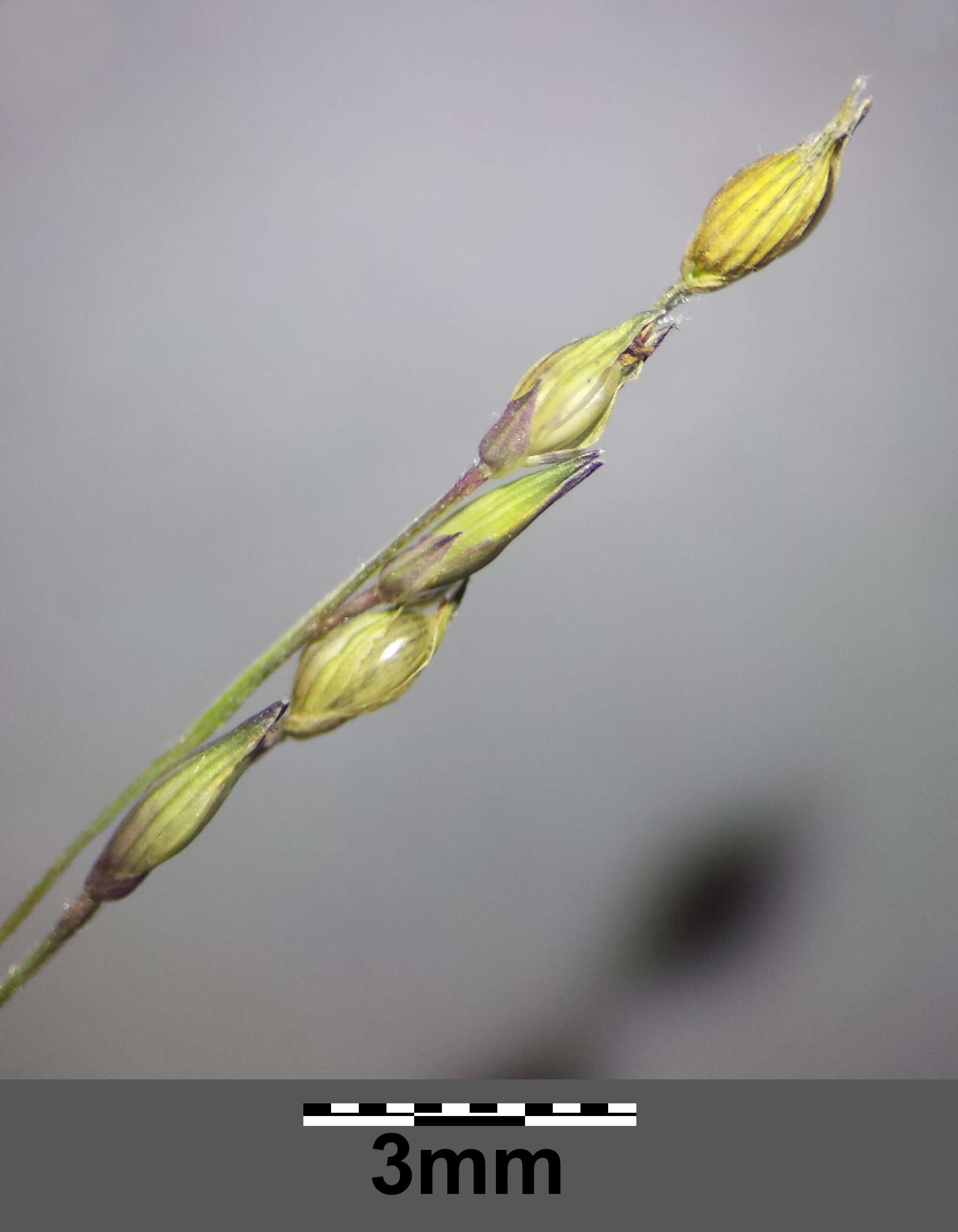 Imagem de Panicum capillare L.