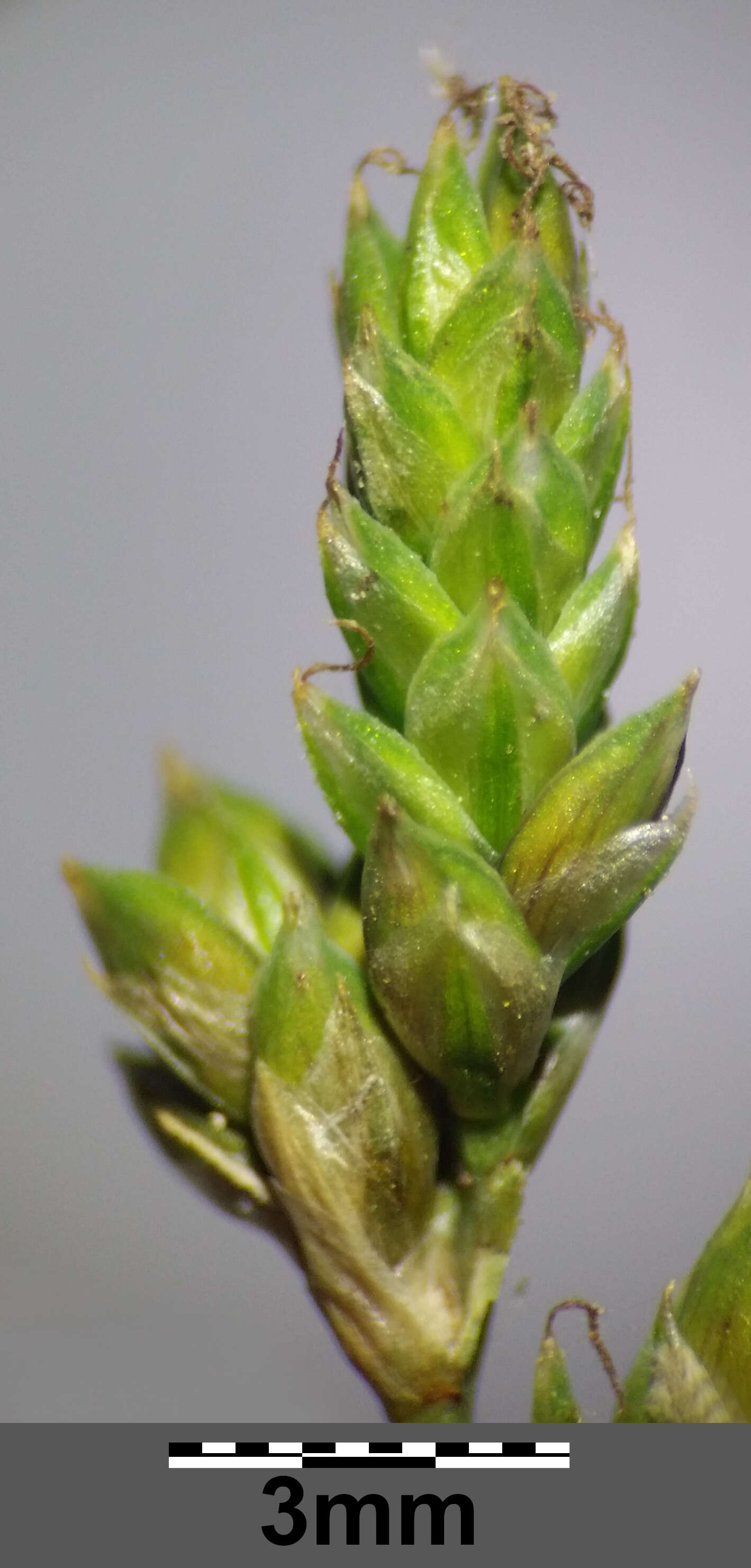 Image of Gray Bog Sedge