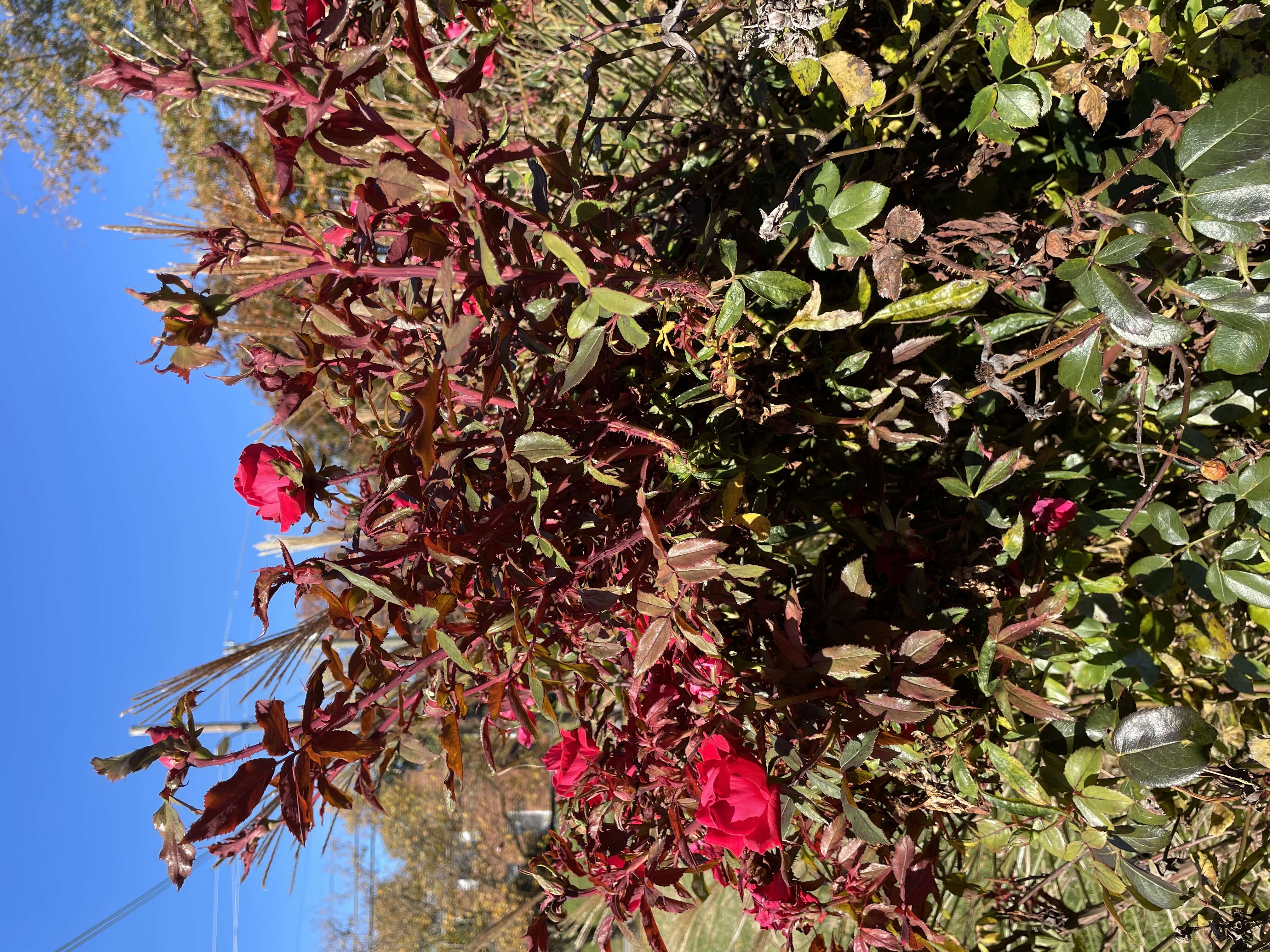 Image de Rose rosette emaravirus