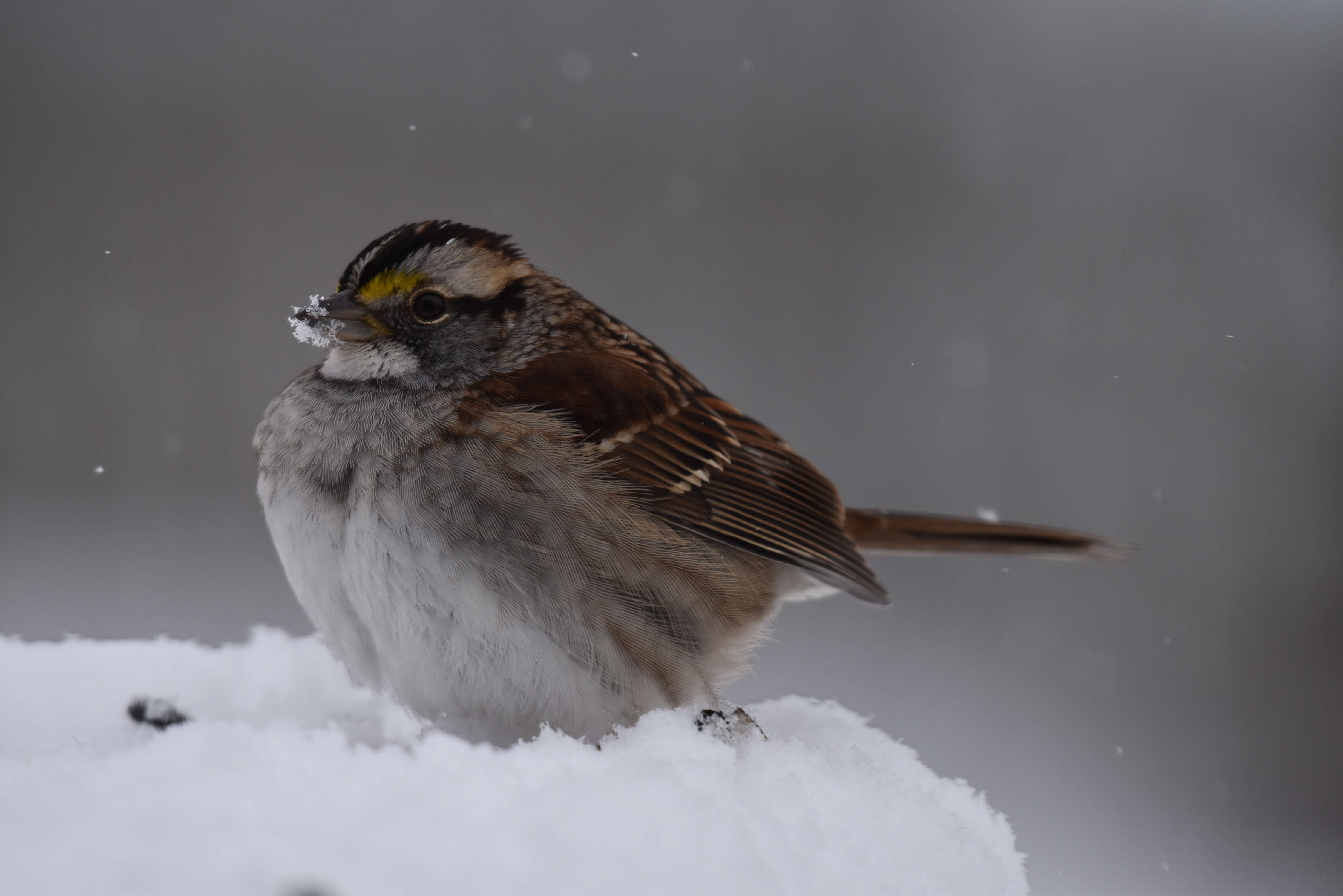 Image of White-throated Sparrow