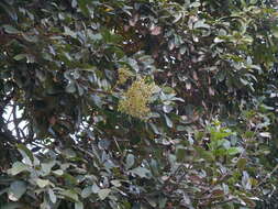 Image of threeleaf soapberry