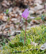 Image of Dog tooth lily