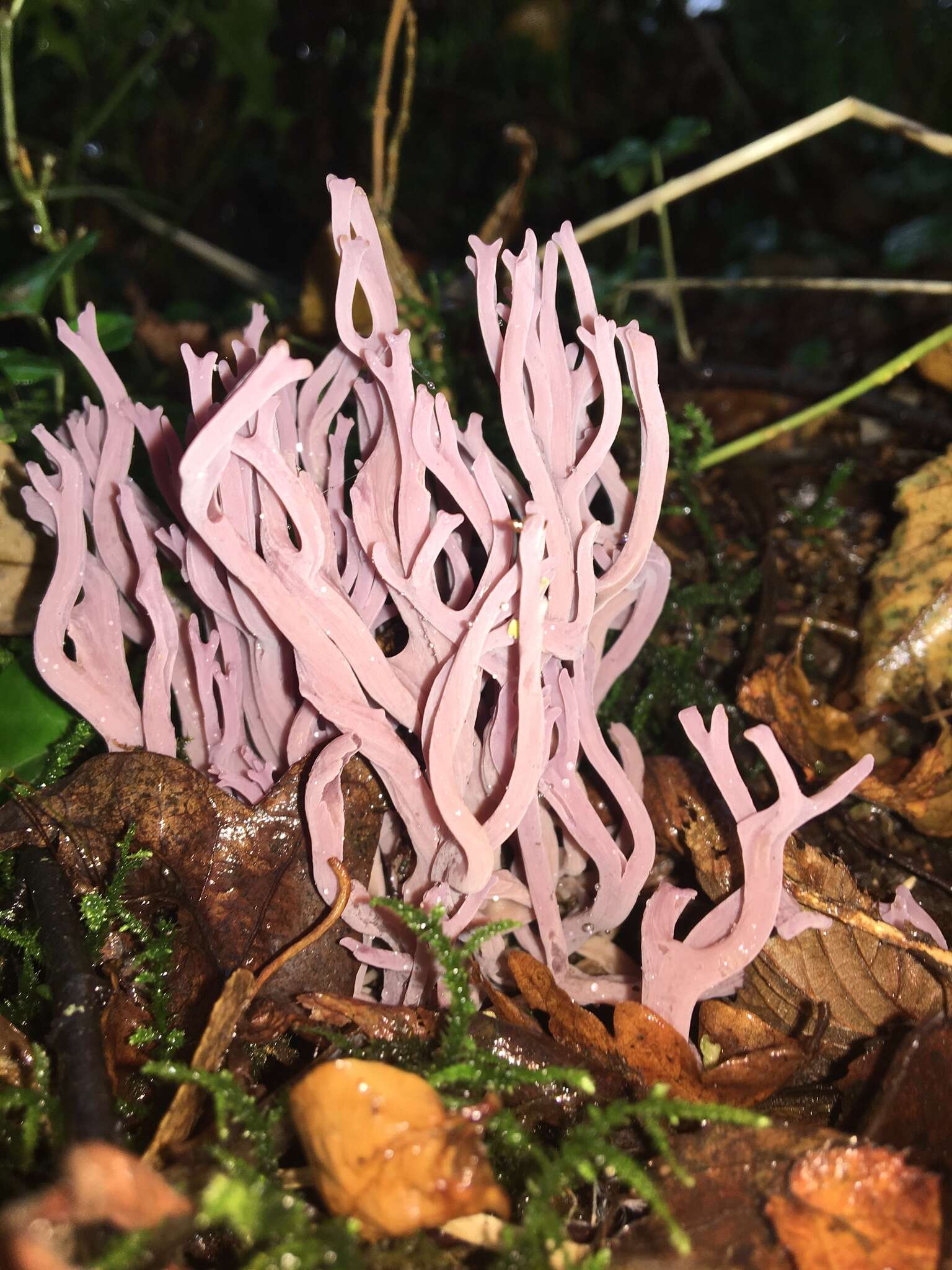 Clavaria zollingeri Lév. 1846 resmi