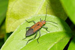 Leptocoris resmi