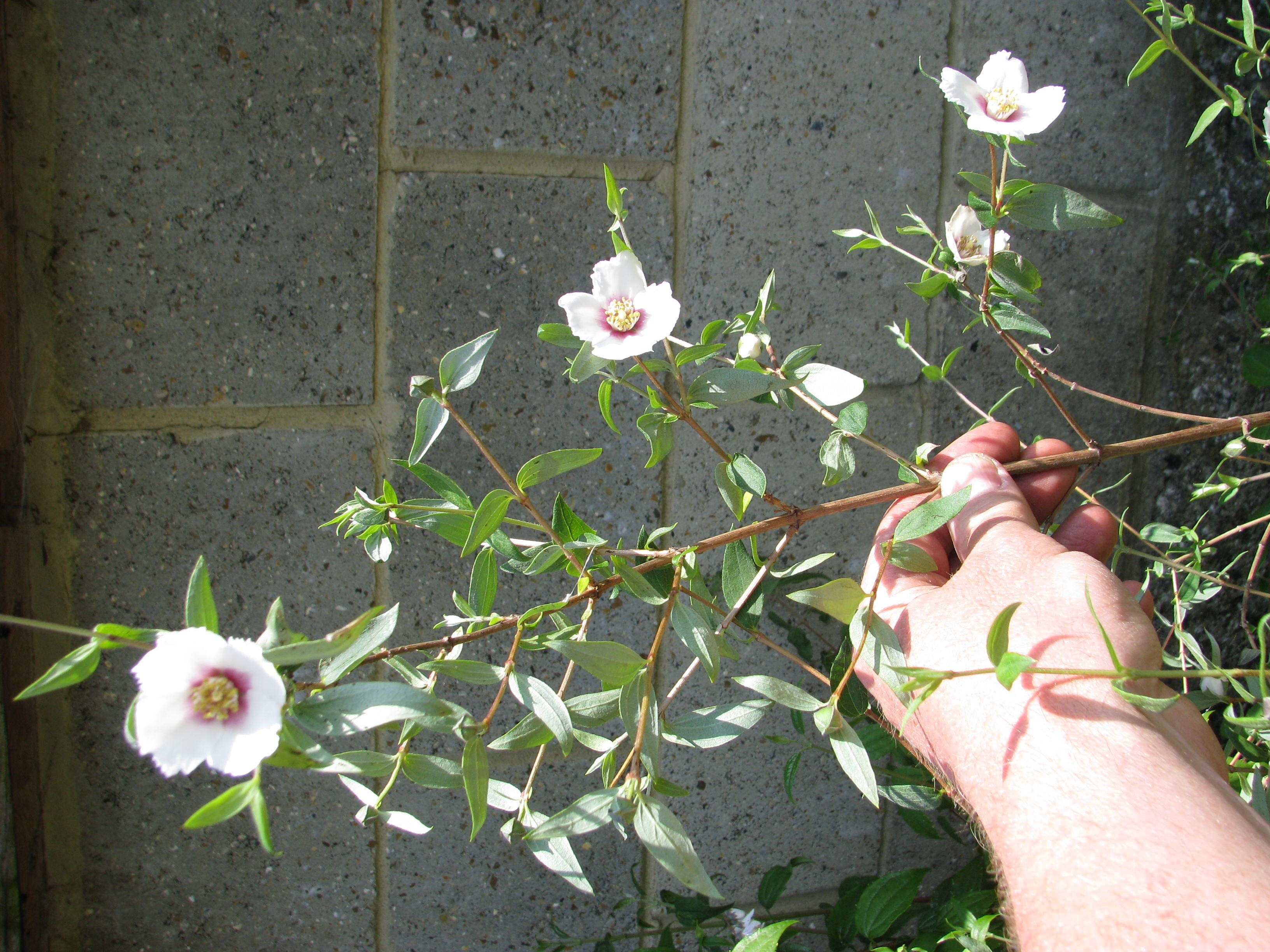 Image of Philadelphus mexicanus Schltdl.