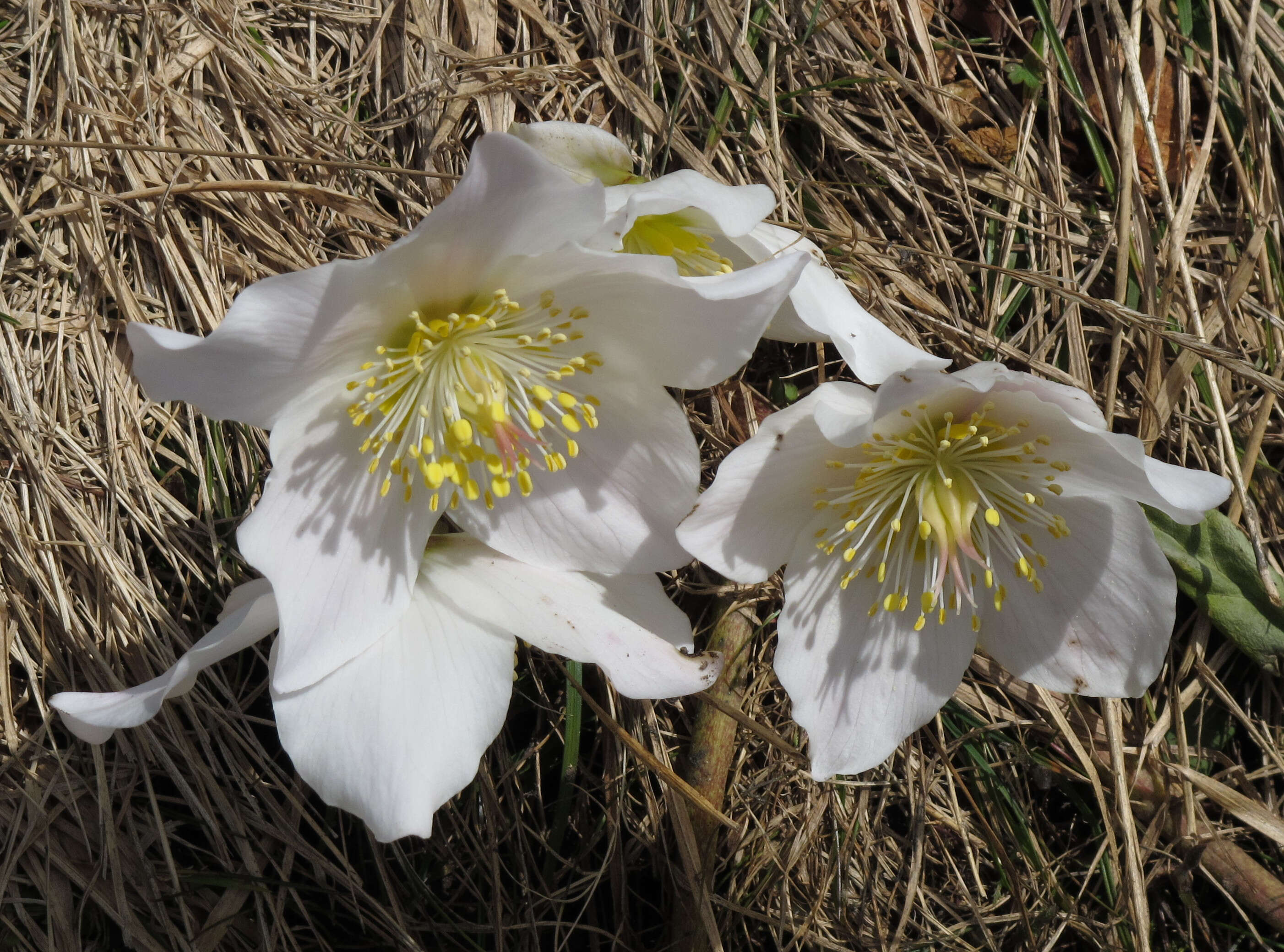 Image of black hellebore