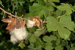 Imagem de Gossypium herbaceum L.