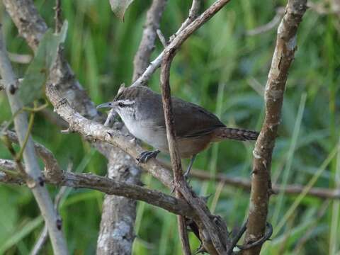 Image of Isthmian Wren