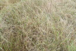 Image of Australian lovegrass