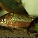 Image of Corydoras pantanalensis Knaack 2001