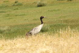 Слика од Grus nigricollis Przewalski 1876