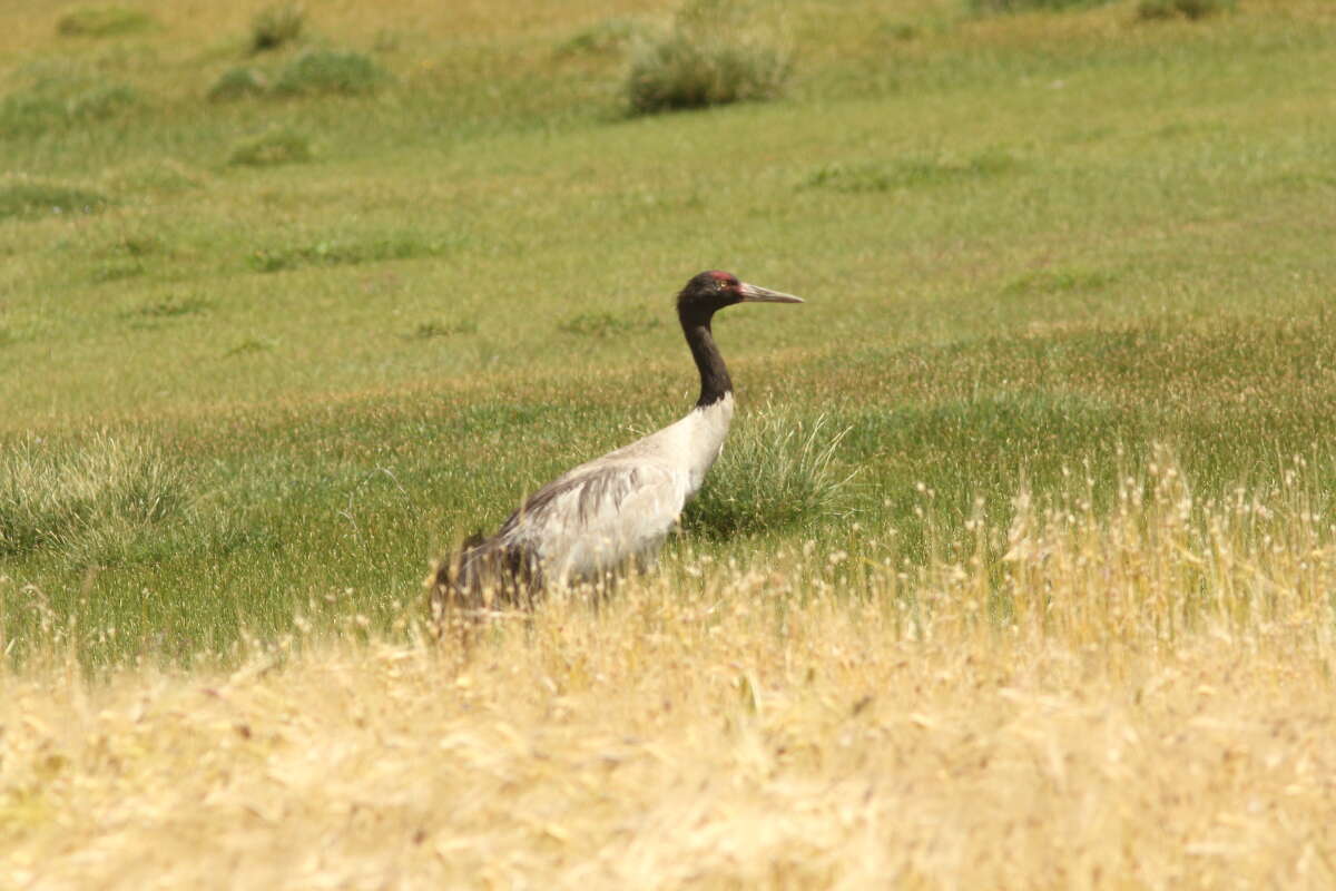 Слика од Grus nigricollis Przewalski 1876