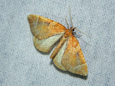 Image of Chevron Moth